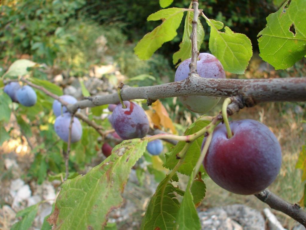 Apartment Gal Podgora Kültér fotó